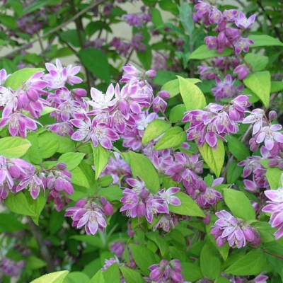 Дейция гибридная Меджисен фото