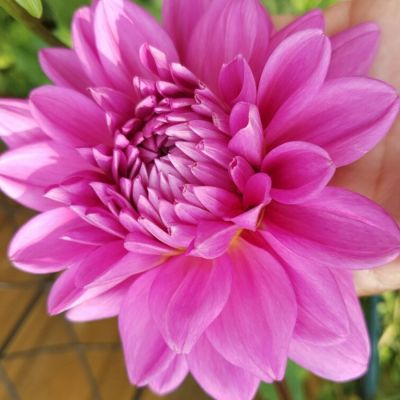 Георгина Розелла Георгина Розелла - Dolina-Sad.Ru