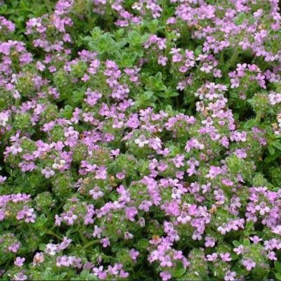 Тимьян ранний Минор , P9 Тимьян ранний Минор , P9 фото