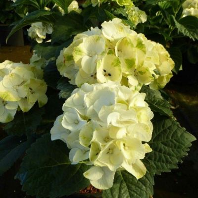 Гортензия крупнолистная Кайпаринья - Dolina-Sad.Ru