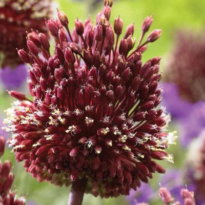 Аллиум Ред Мохикан фото