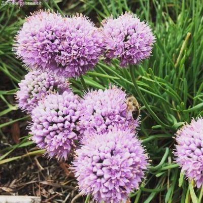 Аллиум сизый Саммер Бьюти - Dolina-Sad.Ru