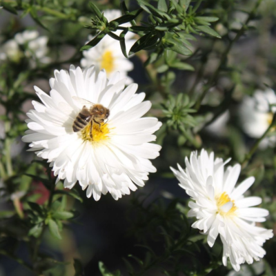 Астра Вайт фото