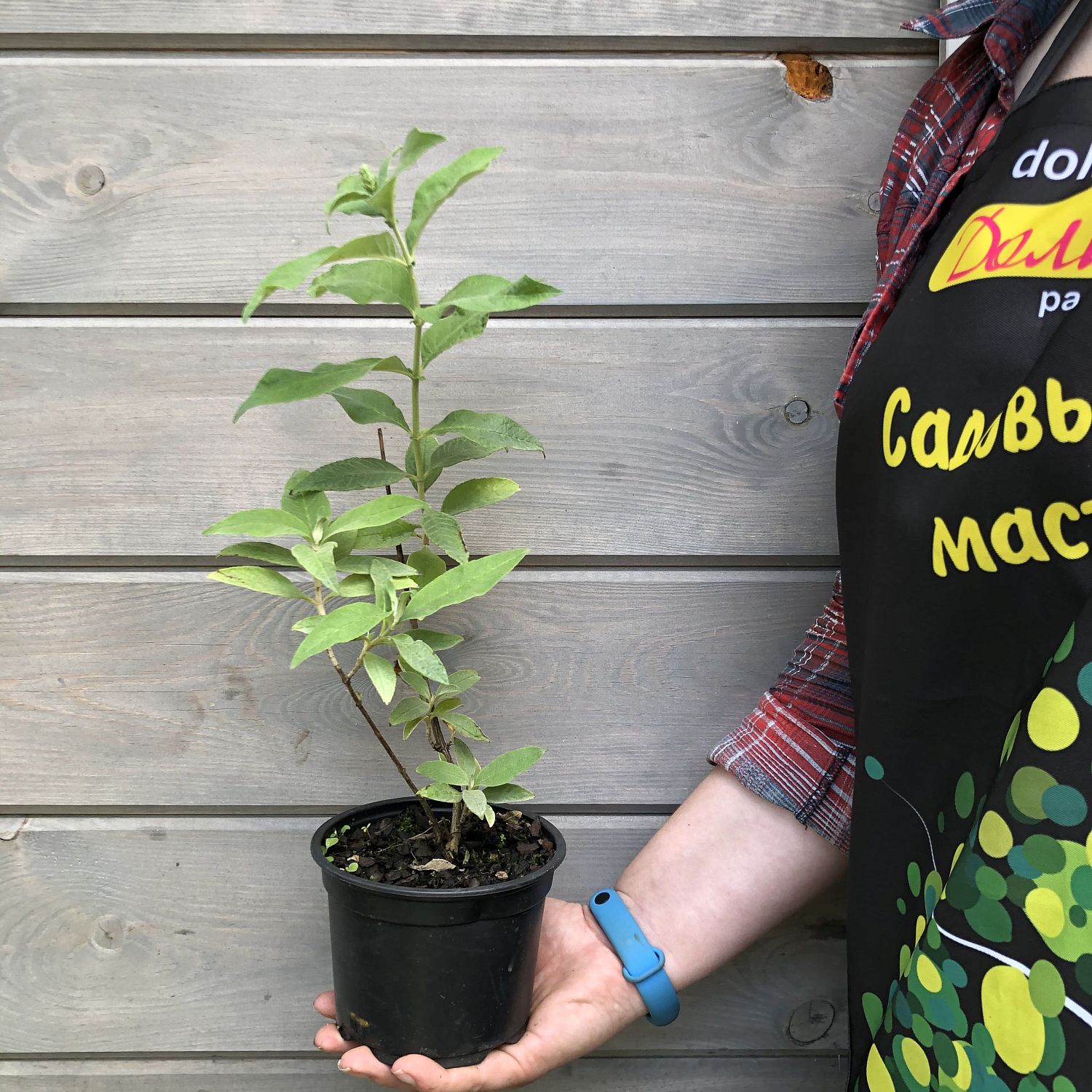 Буддлея Давида Полярис Буддлея Давида Полярис фото