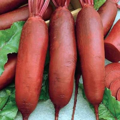 Свекла Красный Богатырь Свекла Красный Богатырь фото