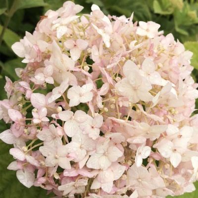 Гортензия древовидная Кэндибэль Маршмеллоу, С2 Гортензия древовидная Кэндибэль Маршмеллоу, С2 - Dolina-Sad.Ru