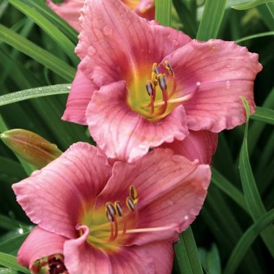 Лилейник Рози ретурнс Лилейник Рози ретурнс - Dolina-Sad.Ru