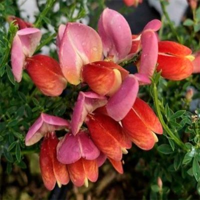 Ракитник Ред Лион Ракитник Ред Лион - Dolina-Sad.Ru