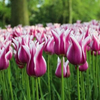 Тюльпан Клауди Тюльпан Клауди фото