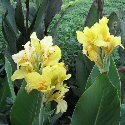 Канна Амбассадор Канна Амбассадор фото