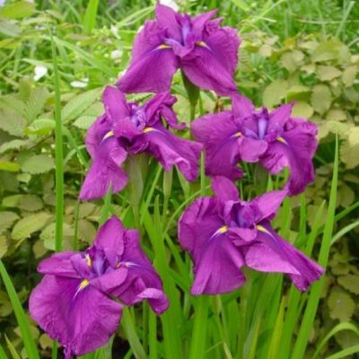 Ирис японский Руби Кинг Ирис японский Руби Кинг - Dolina-Sad.Ru