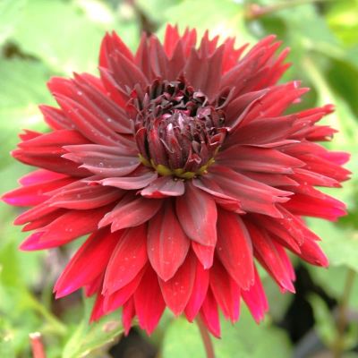 Георгина Блэк Тач Георгина Блэк Тач фото