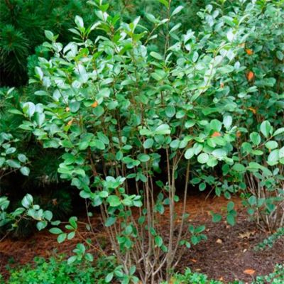 Рябина черноплодная Хугин Рябина черноплодная Хугин - Dolina-Sad.Ru