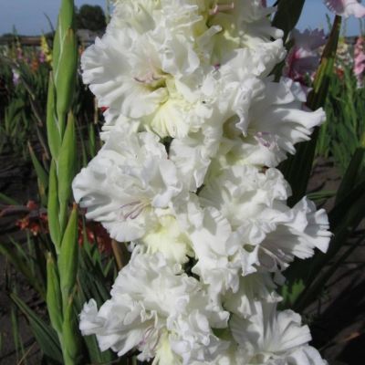 Гладиолус Москва Белокаменная Гладиолус Москва Белокаменная - Dolina-Sad.Ru