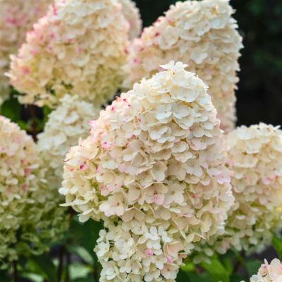 Гортензия метельчатая Шугар Раш Гортензия метельчатая Шугар Раш - Dolina-Sad.Ru