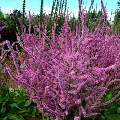 ЛИМОНИУМ СУВОРОВА РОЗОВЫЙ ЛИМОНИУМ СУВОРОВА РОЗОВЫЙ - Dolina-Sad.Ru