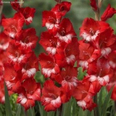 Гладиолус Гельветия Гладиолус Гельветия фото