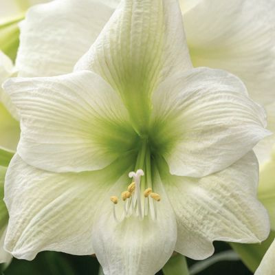 Амариллис Фэнтези Амариллис Фэнтези - Dolina-Sad.Ru