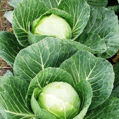Капуста Белокочанная Сир F1 (Clause/Франция) Капуста Белокочанная Сир F1 (Clause/Франция) фото
