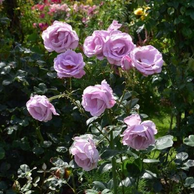 Роза штамбовая Блю Мун - Dolina-Sad.Ru