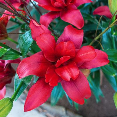 Лилия Болд Игл Лилия Болд Игл - Dolina-Sad.Ru