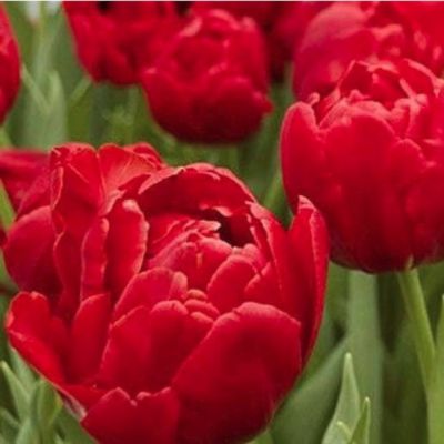 Тюльпан Абба Тюльпан Абба - Dolina-Sad.Ru