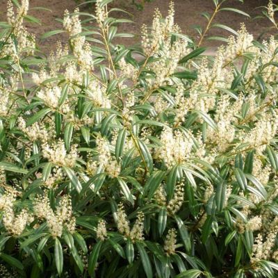 Лавровишня Забелиана - Dolina-Sad.Ru