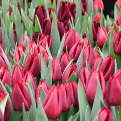 Тюльпан Паллада Тюльпан Паллада - Dolina-Sad.Ru