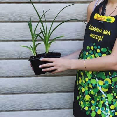 Лилейник Биг Смайл фото