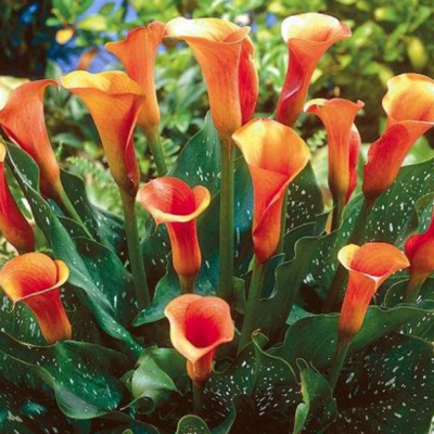 Калла Моцарт фото