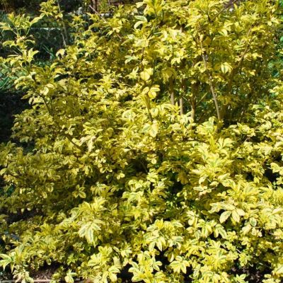 Бузина черная Мадонна Бузина черная Мадонна - Dolina-Sad.Ru