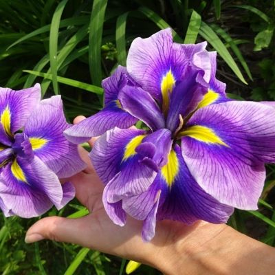 Ирис мечевидный Кристал Хало Ирис мечевидный Кристал Хало - Dolina-Sad.Ru