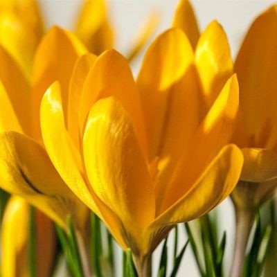 Крокус Биг Еллоу Крокус Биг Еллоу фото