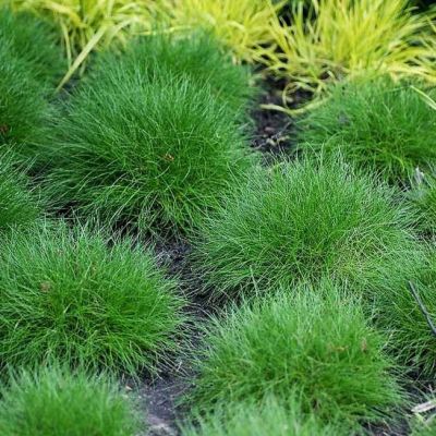 Овсяница метловидная Пик Карлит Овсяница метловидная Пик Карлит фото