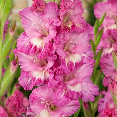 Гладиолус Минск - Dolina-Sad.Ru