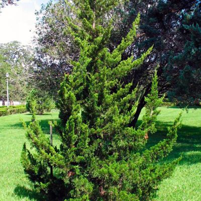 Можжевельник виргинский Канаэрти Можжевельник виргинский Канаэрти - Dolina-Sad.Ru