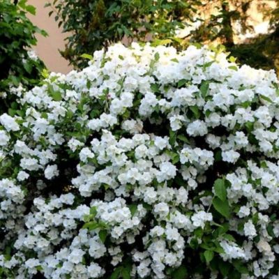 Жасмин Виргинал, С3 - Dolina-Sad.Ru