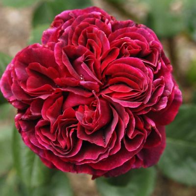 Роза Алфалоп - Dolina-Sad.Ru