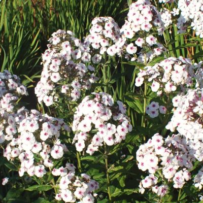 Флокс Майкс Фаворит Флокс Майкс Фаворит - Dolina-Sad.Ru