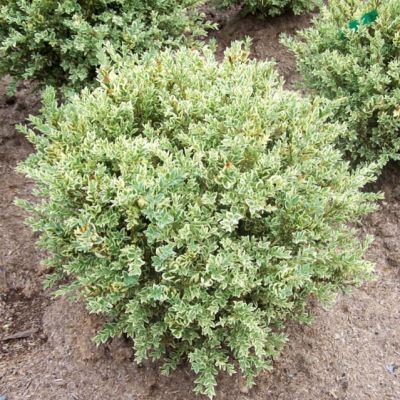 Бирючина овальнолистная Аргентум Бирючина овальнолистная Аргентум - Dolina-Sad.Ru