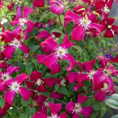 Клематис Мадам Джулия Корревон Клематис Мадам Джулия Корревон - Dolina-Sad.Ru