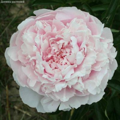 Пион Алис Хардинг - Dolina-Sad.Ru