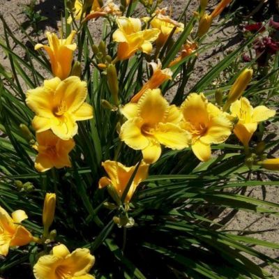 Лилейник Мини Стелла Лилейник Мини Стелла - Dolina-Sad.Ru