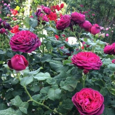 Роза Астрид Графин Фон Роза Астрид Графин Фон - Dolina-Sad.Ru