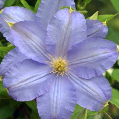 Клематис Вистула Клематис Вистула - Dolina-Sad.Ru