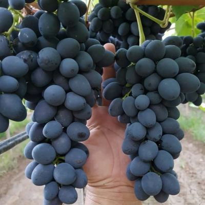 Виноград Сфинкс Виноград Сфинкс фото