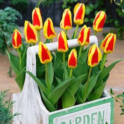 Тюльпан Стреса Тюльпан Стреса фото