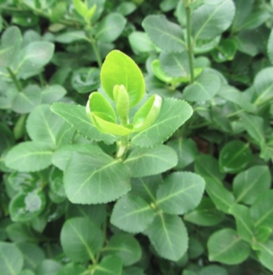 Бересклет Форчуна Хортс Блейз Бересклет Форчуна Хортс Блейз фото