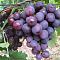 Виноград Рошфор Виноград Рошфор - Dolina-Sad.Ru