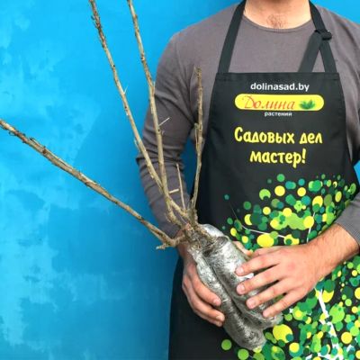 Смородина Микс(черная,белая красная) Смородина Микс(черная,белая красная) фото